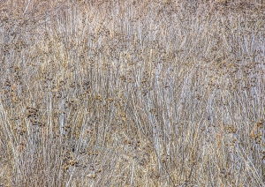 Winter Marsh Reeds