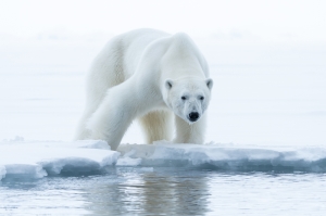 Polar Bear on the Edge of the Sea Ice