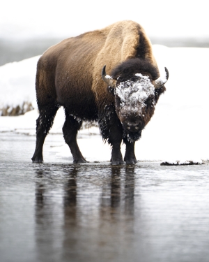 Resilient Bison of Yellowstone