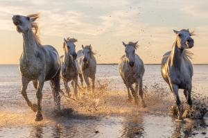 Camargue horses at sunrise