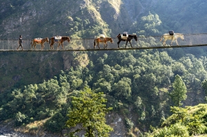 Donkey Train, Nepali Highway, Manaslu Circuit