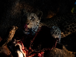 Leopard supper