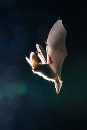 Bats of Canton Vaud: A Photographic Insight