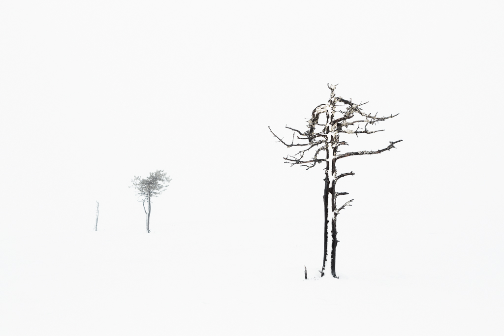 Arctic Trees