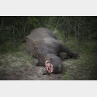 South Africa's Rhino War